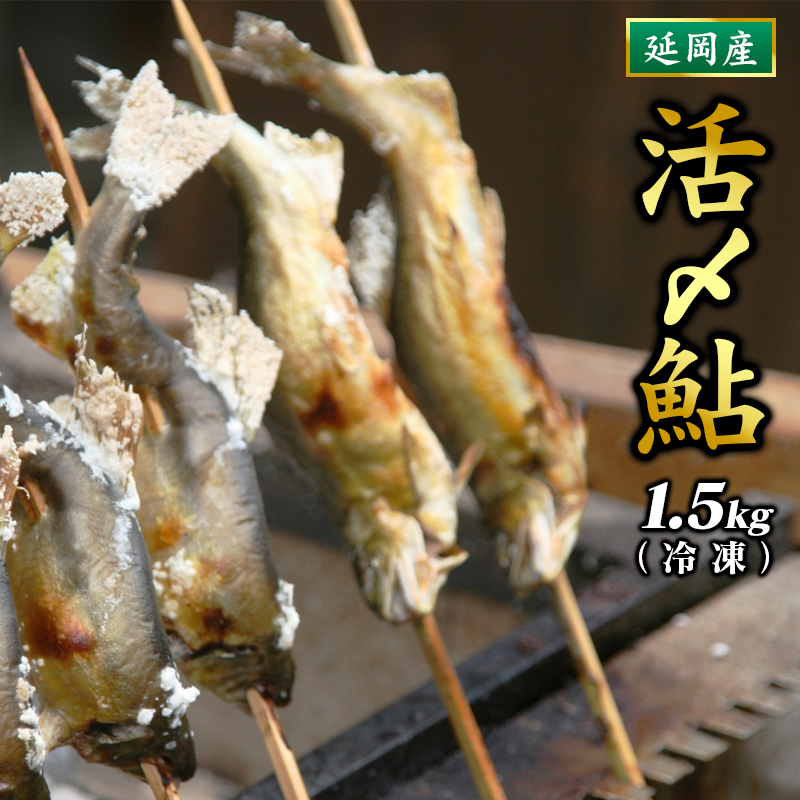 【ふるさと納税】活〆 鮎 1.5kg 15 ～ 20 尾入り 海産物 国産 延岡産 冷凍 小分け 個包装 一尾ずつ 一尾ずつ袋に入れてお届け 繊細な美味しさ 便利 塩焼き 甘露煮 鮎めし 雑炊 松本水産 お中元 お歳暮 贈答用 お取り寄せ お取り寄せグルメ 宮崎県 延岡市 送料無料