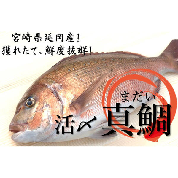 楽天市場 ふるさと納税 A366 延岡産活〆鮮魚 職人技の脱血鮮魚 真鯛 魚介 チルド冷蔵 旬 国産 宮崎県延岡市 送料無料 宮崎県延岡市