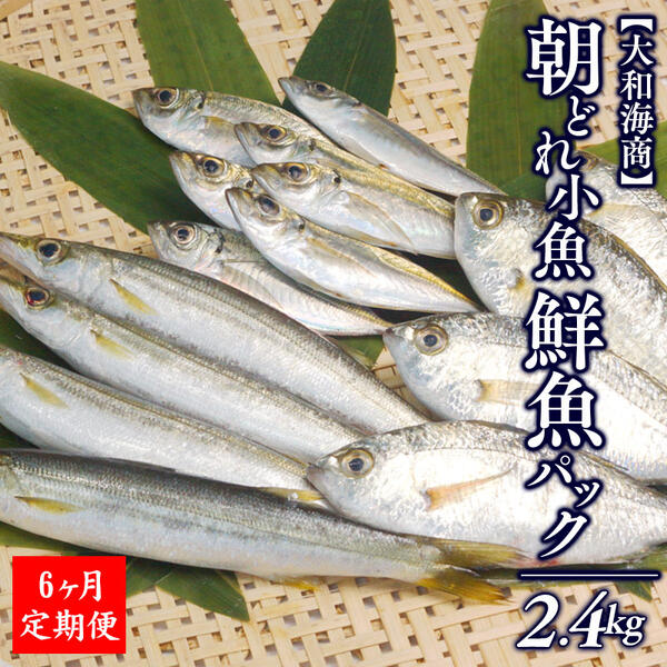 【ふるさと納税】【6ヶ月定期便】大和海商の朝どれ鮮魚小魚パック　2.4kg　(E022) アジ　カマス　イワシ　鱗・内臓処理済　旬　国産　宮崎県延岡市　送料無料 43,200円