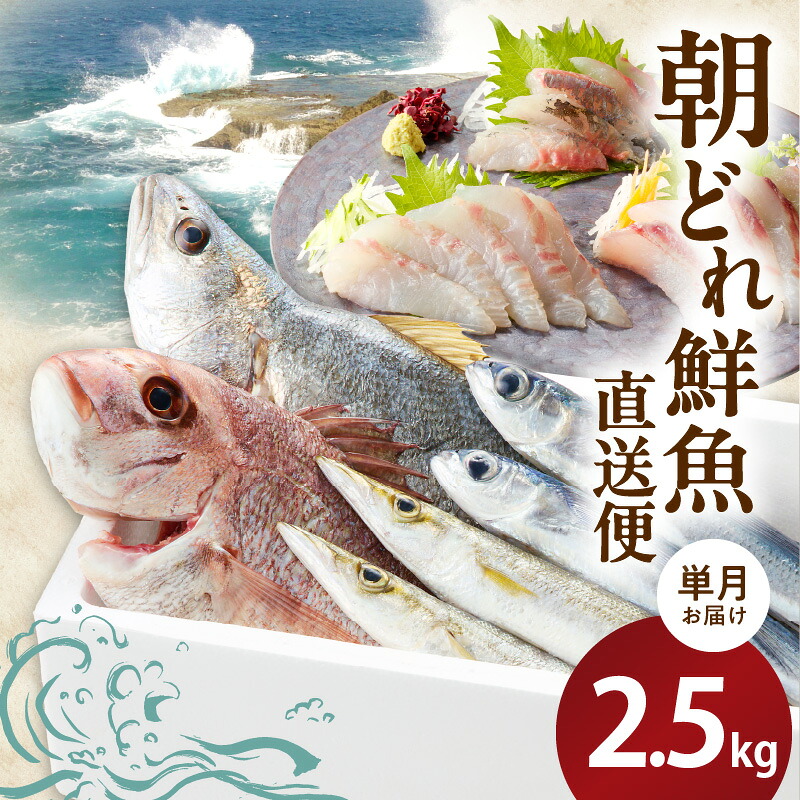 【ふるさと納税】【単月お届け】大和海商の朝どれ鮮魚直送便　2.5kg　旬　国産　宮崎県延岡市　送料無料