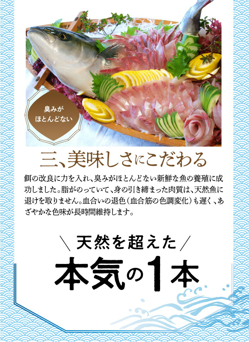 ふるさと納税 大和ブリのブリカマ
