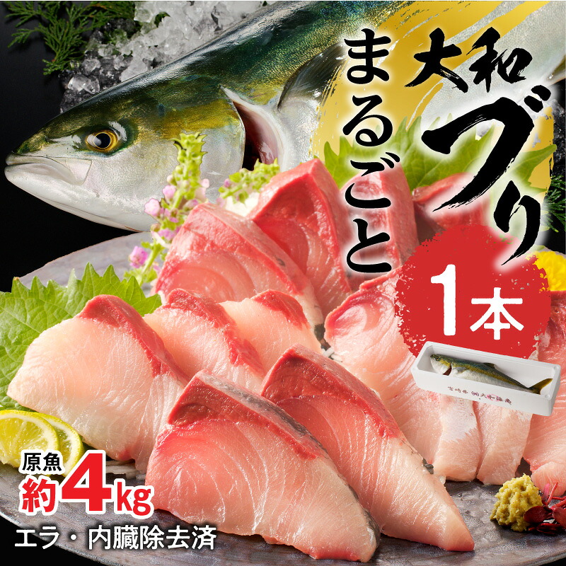 【ふるさと納税】【10月~2月発送】まるごと一本 大和ブリ 内臓処理済み しっかりとした肉厚 弾力 臭み 少ない ぶり 刺身 ぶりしゃぶ 煮物 旬 国産 魚 海鮮 宮崎県延岡市 産地直送 お取り寄せ 送料無料 【大和海商】