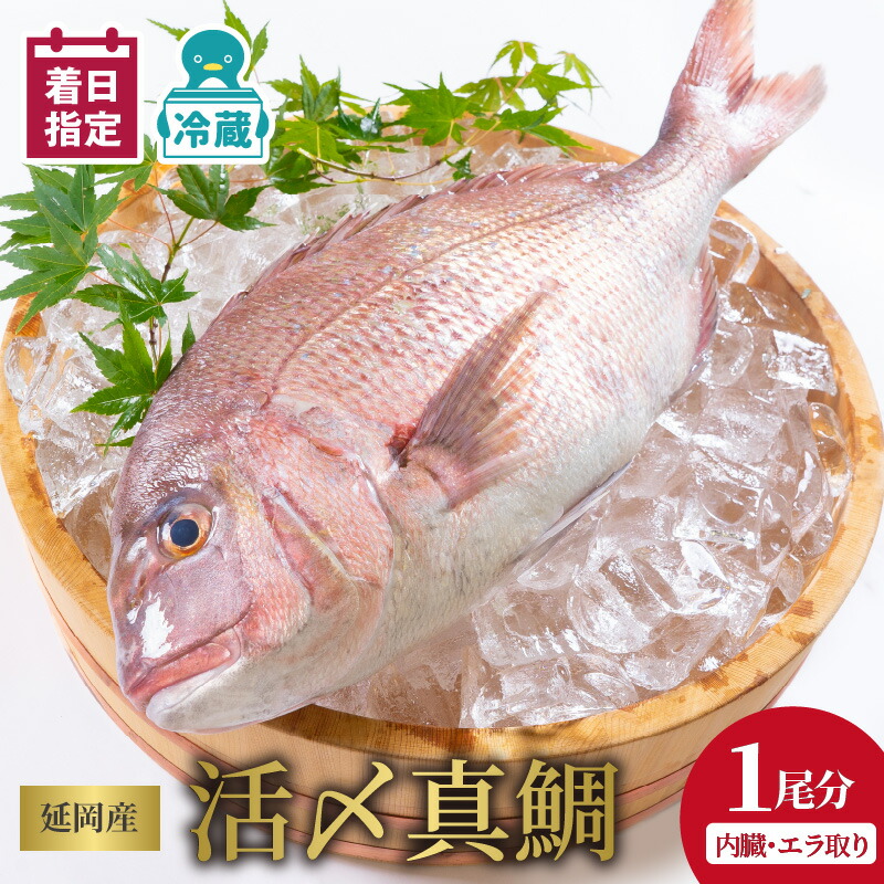 【ふるさと納税】【最短10日後以降発送可】 ＜レビューキャンペーン＞ 延岡産活〆鮮魚 職人技の脱血鮮魚 真鯛 魚介 チルド冷蔵 旬 国産 宮崎県延岡市 送料無料 請関水産