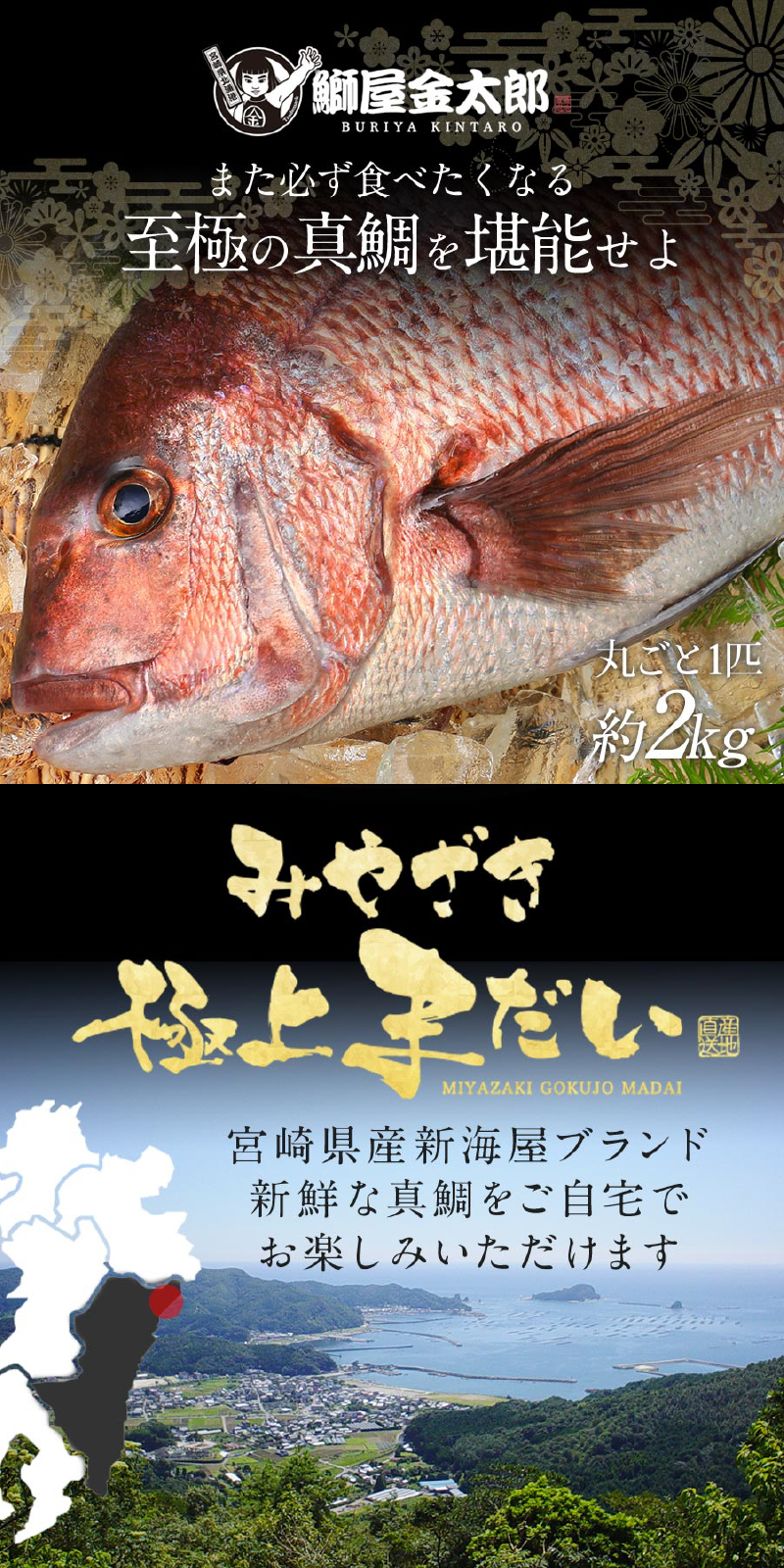 売買 宮崎産 新海屋 鰤屋金太郎 みやざき 極上 まだい 丸ごと１尾 約2kg 刺身 Fucoa Cl