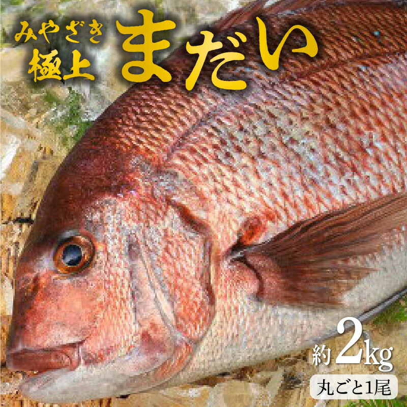 【ふるさと納税】宮崎産 新海屋 鰤屋金太郎 みやざき 極上 まだい 丸ごと１尾 約2kg 刺身