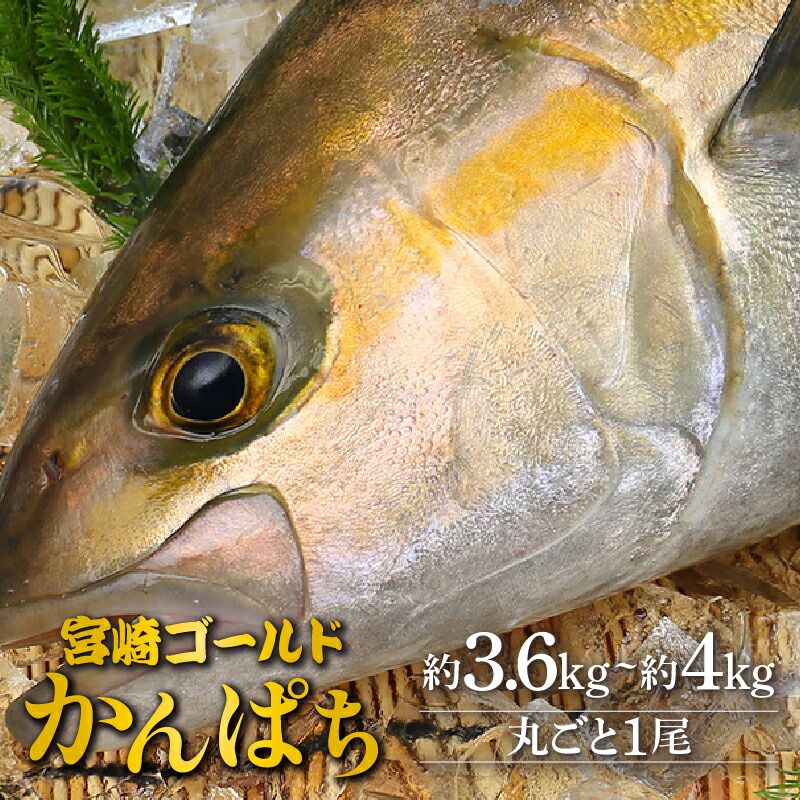 【ふるさと納税】刺身 魚 かんぱち 丸ごと 1尾 約3.6kg ～ 約4kg 新海屋 鰤屋金太郎 みやざきゴールド エラ 内臓 除去済み 宮崎ゴールドカンパチ 新鮮 鮮度抜群 ぷりぷり コリコリ 活締め脱血 丼 カルパッチョ しゃぶしゃぶ 塩焼き お取り寄せグルメ 送料無料 宮崎県 延岡市