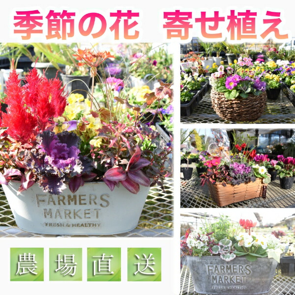 「小林市ふるさと納税」選んで出来そこないなし！高文学批評しっぺい返し品特集