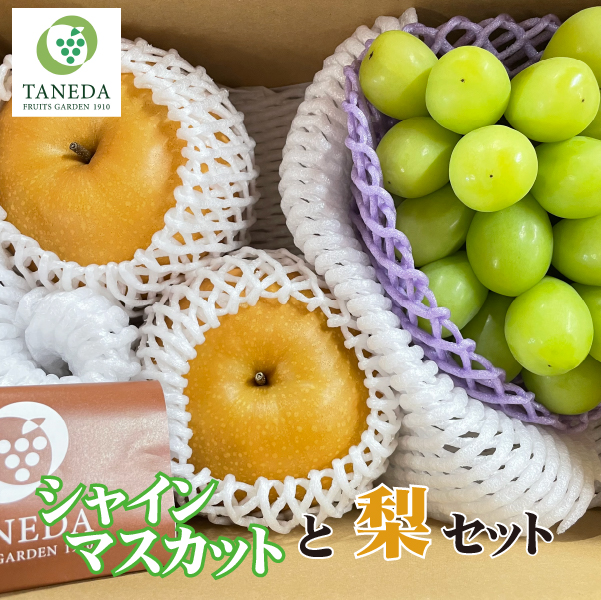 【ふるさと納税】【先行予約】シャインマスカット 梨 セット 約1.2kg 数量限定 先行受付 厳選 フルーツ 果物 ぶどう 2025年発送