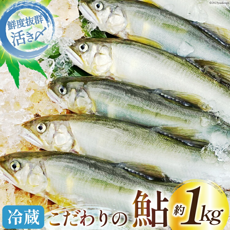 【ふるさと納税】【期間限定発送】 鮎 こだわりの生鮎 約1kg [株式会社 あゆの是則 宮崎県 日向市 452060793] あゆ アユ 魚 魚介 川魚 塩焼き 甘露煮 冷蔵 生あゆ 子持ち鮎