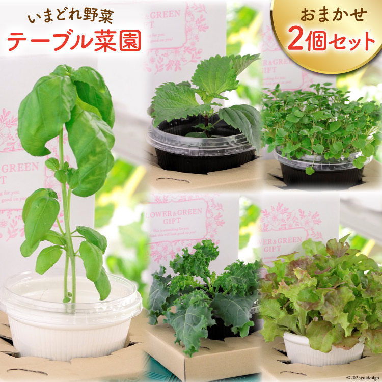 【ふるさと納税】 野菜 いまどれ野菜「テーブル菜園」おまかせ２個セット [SPミヤザキ 宮崎県 日向市 452060980] 栽培キット 水耕栽培 ポット キット 室内 家庭菜園 新鮮