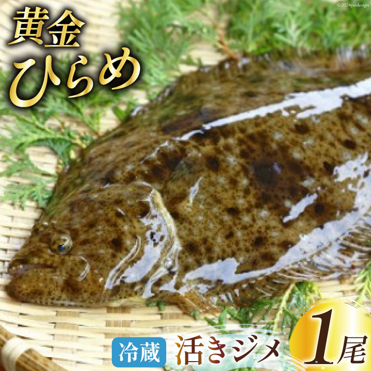 【ふるさと納税】 魚 黄金ひらめの活きジメ 1尾 [あゆの是則 宮崎県 日向市 452060877] 魚 魚介 鮮魚 活 ひらめ ヒラメ 平目