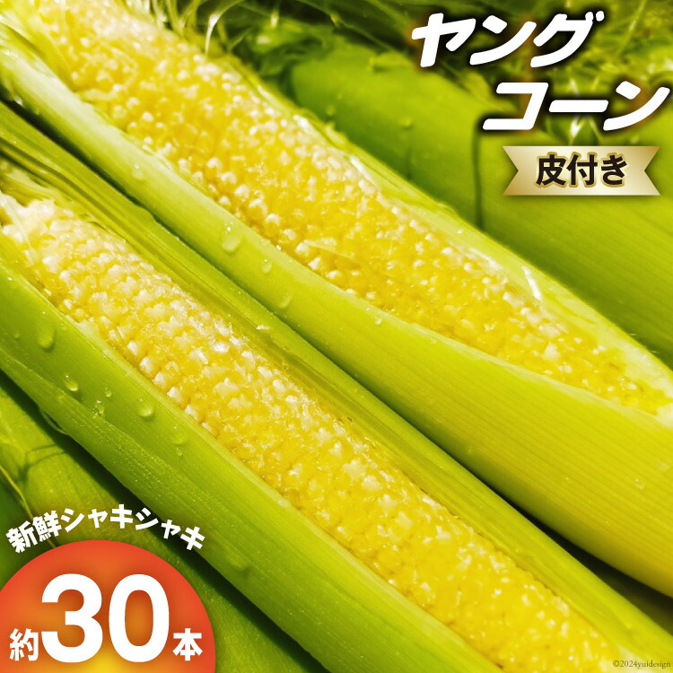 【ふるさと納税】【期間限定発送】朝どれ ヤングコーン 皮つき 約30本 [増田園芸 宮崎県 日向市 452060157] とうもろこし トウモロコシ ベビーコーン 新鮮 採れたて 直送 先行予約