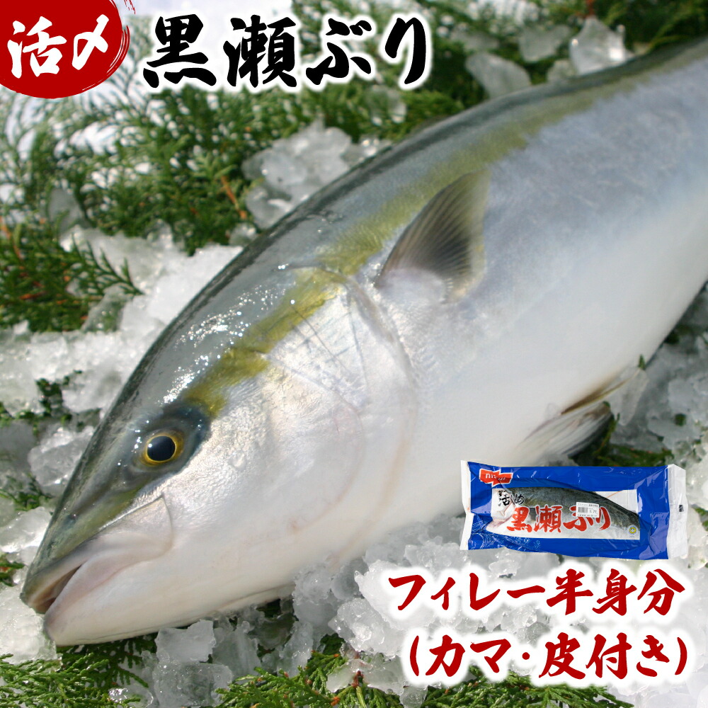 【ふるさと納税】活じめ！黒瀬ブリの生鮮ぶりフィレー（１.５kg前後）刺身や煮物、焼き物等の料理に！冷蔵 しゃぶしゃぶ たたき サラダ カマ 海鮮丼 お取り寄せ グルメ ギフト 贈答用 お歳暮 お祝い 宮崎県 串間市【KRBF15】