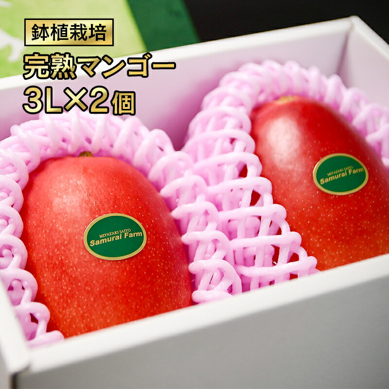 【ふるさと納税】宮崎県 完熟マンゴー3L×2個（西都市産）「鉢植栽培」宮崎「先行予約」 果物 フルーツ