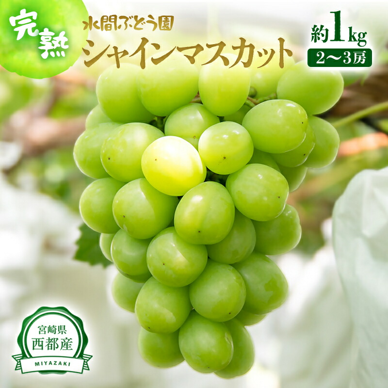 【ふるさと納税】シャインマスカット 約1kg（2～3房）宮崎県 西都市「水間ぶどう園」フルーツ ブドウ 高級 ぶどう 葡萄 果物 くだもの シャイン マスカット 先行予約＜1.1-23＞