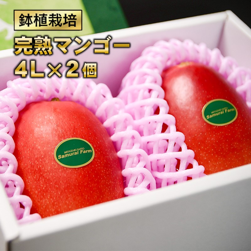 【ふるさと納税】「鉢植栽培」宮崎完熟マンゴー4L×２個（西都産）西都市 マンゴー「先行予約」 果物 フルーツ