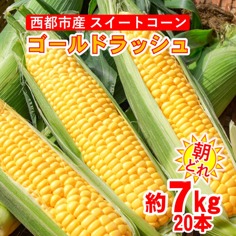 【ふるさと納税】朝どれ スイートコーン 約7kg ゴールドラッシュ（約20本）西都市【先行予約】宮崎県  さいと サイト US