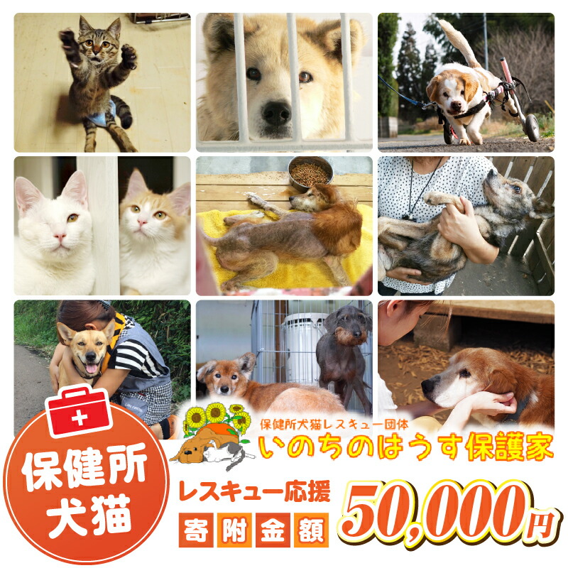 【ふるさと納税】保健所犬猫レスキュー【返礼品なしのご寄附】犬 猫 保護 レスキュー 動物愛護 返礼品なし ペット 保護犬 保護猫 支援 応援 ボランティア|宮崎県国富町