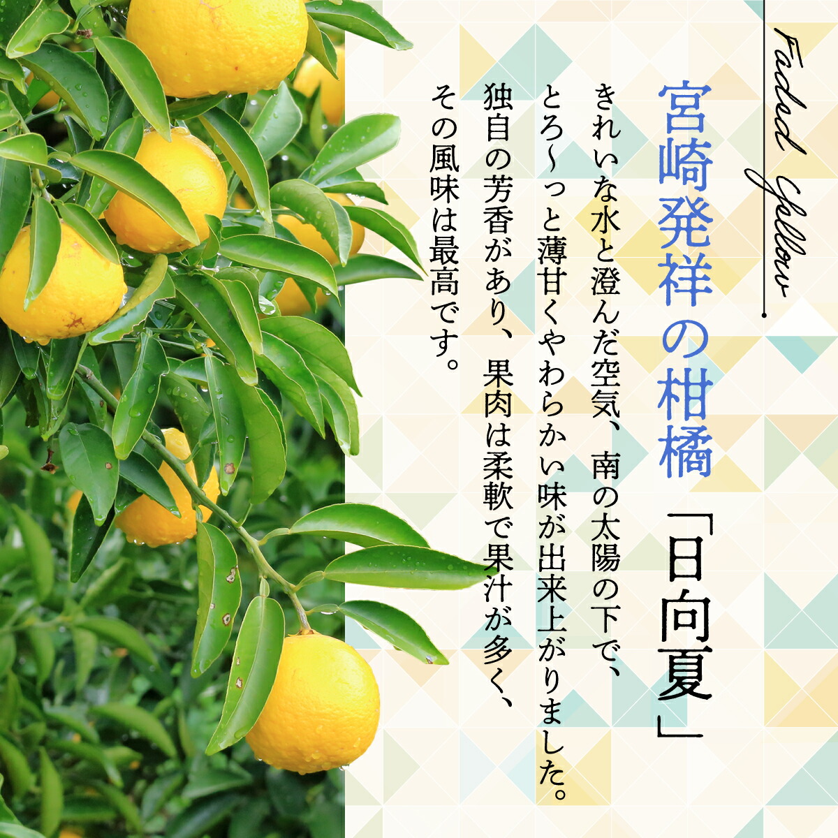 【ふるさと納税】日向夏(種あり)5kg