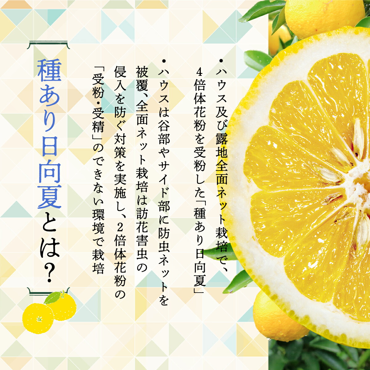 【ふるさと納税】日向夏種あり5kg先行受付2022年発送ニューサマーオレンジ柑橘ギフト贈答送料無料