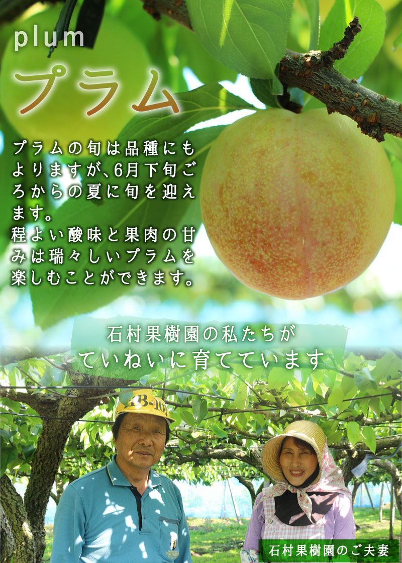 ふるさと納税 ブッキング受信 石村生木庭のプラム詰合せ 2kg 21老い6月夜見下旬ときから順次差しだし 国産 果物 フルーツ 数縮減 ソルダム 夏期エンジェル 精彩のお姫様 送料無料 石村果樹園の プラム は日本でナンバーワン早め露地カルチャーで作られたプラムです 変局
