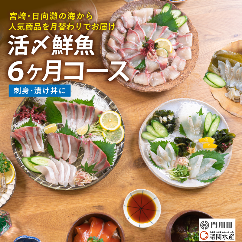 高級 さとふるふるさと納税 門川町 2023年4月発送開始 定期便 宮崎県産