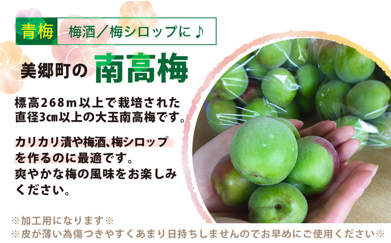 人気が高い 楽天市場 ふるさと納税 期間限定 受付期間21年6月15日まで 美郷町産 南高梅 青梅 ａ品 5kg 加工用 梅 南高梅 果物 フルーツ 国産 九州産 宮崎県産 送料無料 宮崎県美郷町 注目ブランド Lexusoman Com