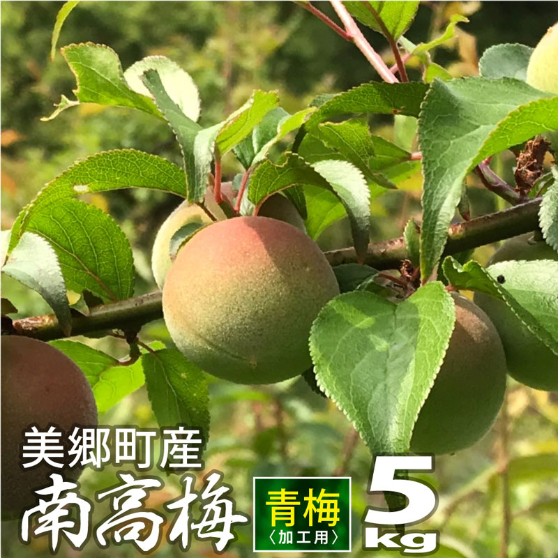 ふるさと納税 期間限定 当店だけの限定モデル ※受付期間6月13日まで 美郷町産 南高梅 青梅 Ａ品 5kg 送料 フルーツ 加工用 宮崎県産 最大96％オフ！ 国産 九州産 果物 梅