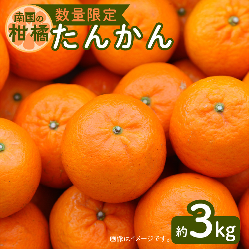 【楽天市場】【ふるさと納税】令和5年4月15日までの申込限定 たんかん 約3kg ハウス栽培 先行予約 期間限定 数量限定 柑橘 果物