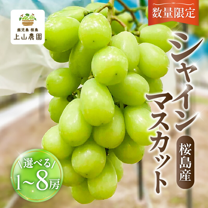 ヒゲ　シャインマスカット8キロ　送料込み 楽天市場】晴王 シャインマスカット 4L×2房 (約1.2kg) 岡山産 秀