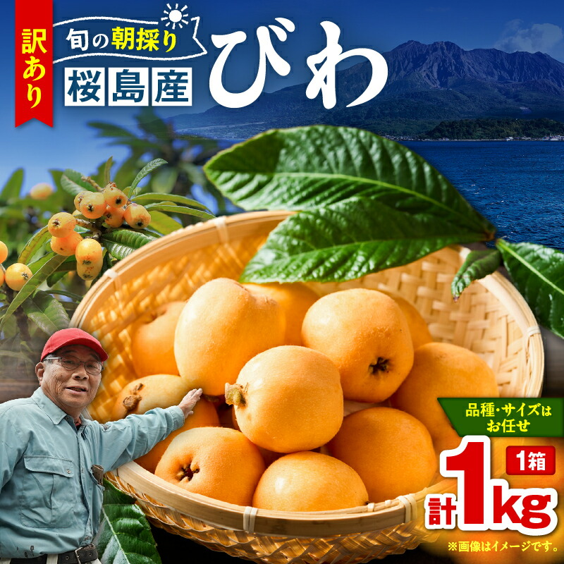 【ふるさと納税】 旬の朝採り 鹿児島 桜島産 びわ 1箱 訳あり品 枇杷 ビワ 訳あり 訳アリ 果物 フルーツ 果実 鮮度重視 露地栽培 美味しい 甘い デザート 季節品 限定 数量限定 期間限定 なつたより 長崎早生 吉原果樹園 鹿児島 おすすめ ランキング プレゼント ギフト