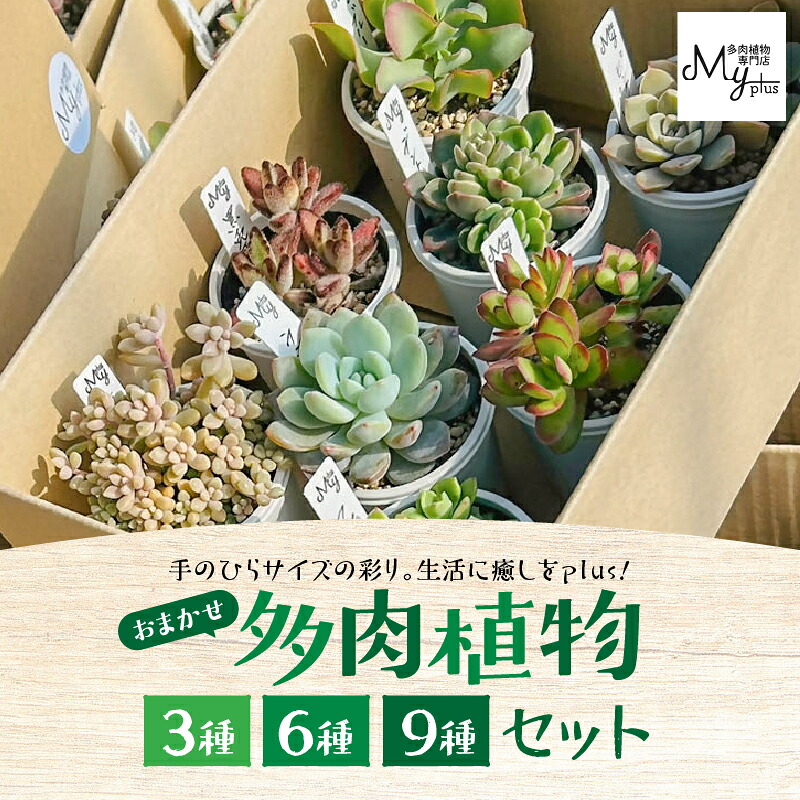 楽天市場】【ふるさと納税】＜セット数が選べる＞ おまかせ 多肉植物