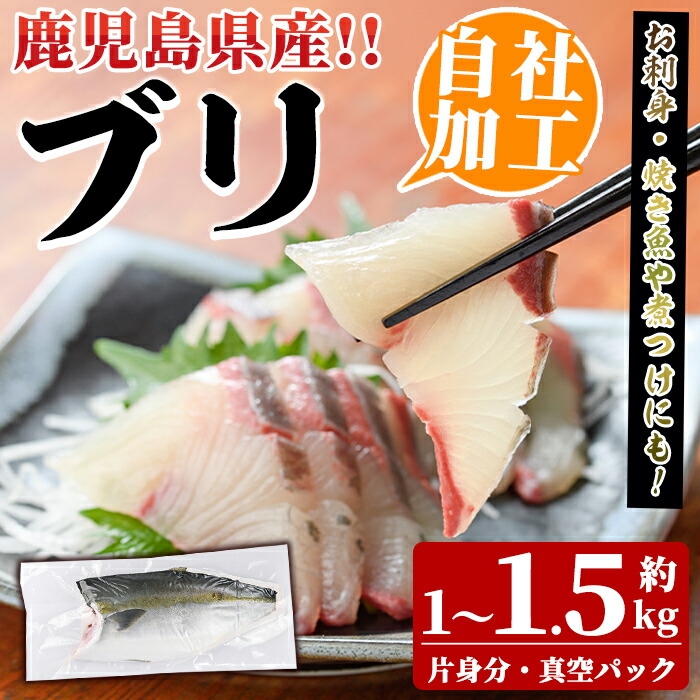 【ふるさと納税】鮮度抜群!自社加工ブリ(片身分・1~1.5kg) ブリ 鰤 魚貝 魚介 海産物 刺身 焼き魚 煮つけ 真空パック【さるがく水産】akn028-24