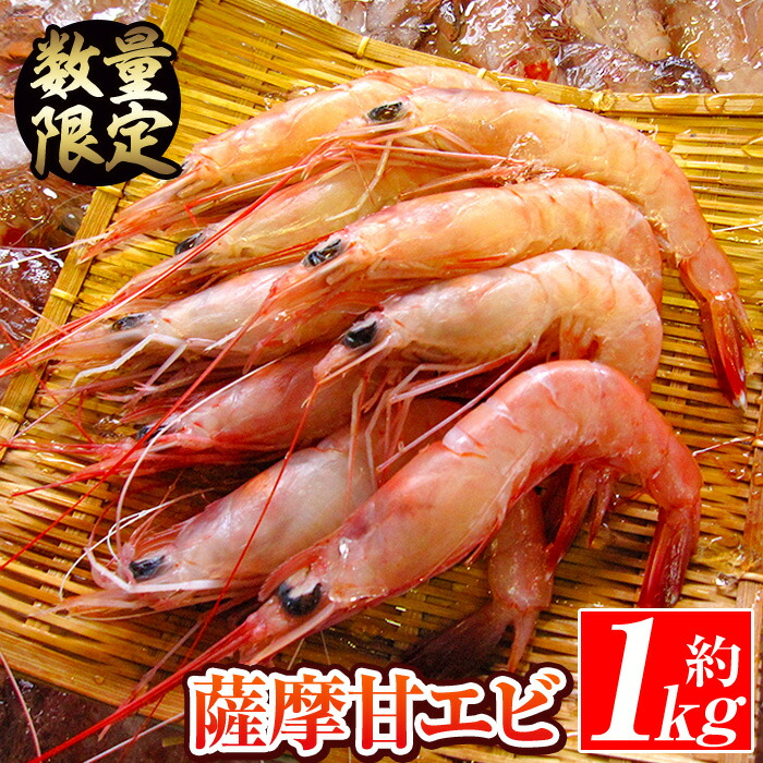 【楽天市場】【ふるさと納税】\高評価★4.42獲得!/数量限定!鹿児島県阿久根産 薩摩甘エビ(約1kg・40〜70尾) 国産 阿久根市産 えび 海老 急速冷凍 冷凍配送 魚貝類 魚介類 海産物 【濱崎魚類】akn023-05:鹿児島県阿久根市