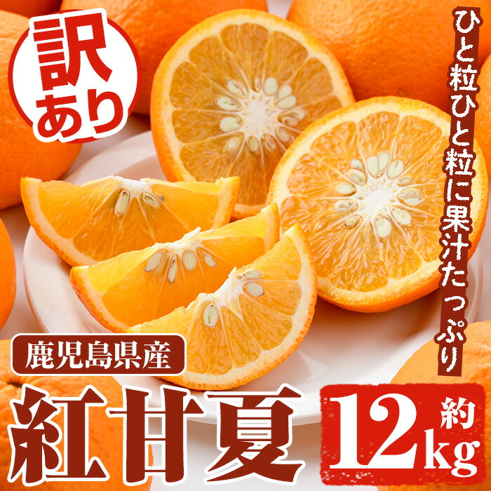 楽天市場】【ふるさと納税】＜先行予約受付中！2026年2月以降順次発送