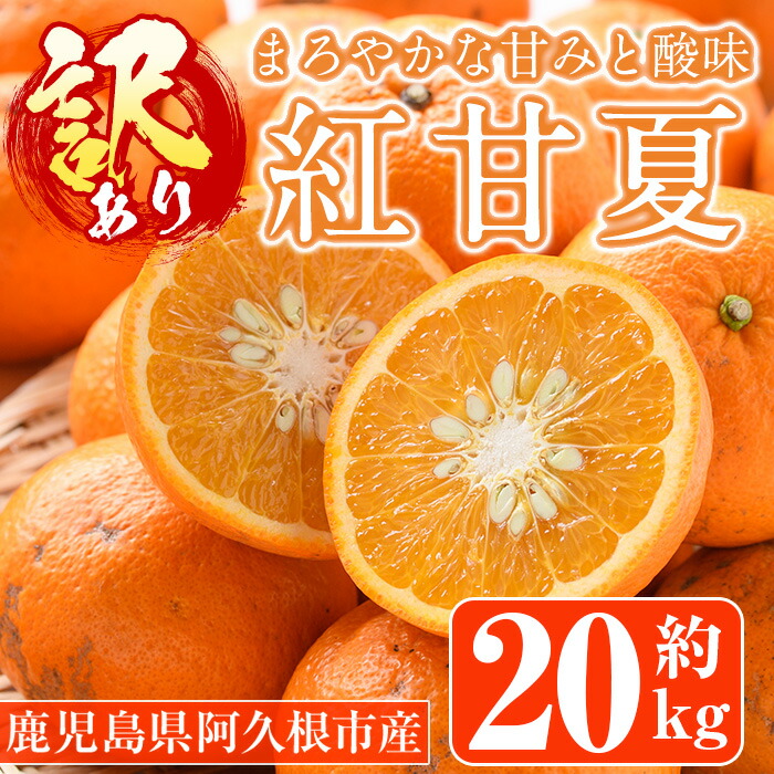 楽天市場】【ふるさと納税】＜先行予約受付中！2026年2月下旬