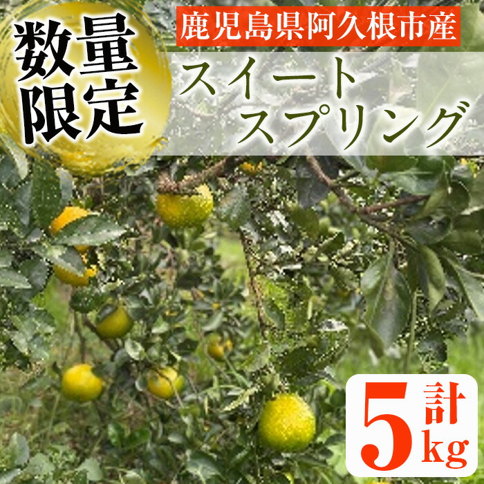 楽天市場】【ふるさと納税】＜先行予約受付中！2024年12月以降順次発送