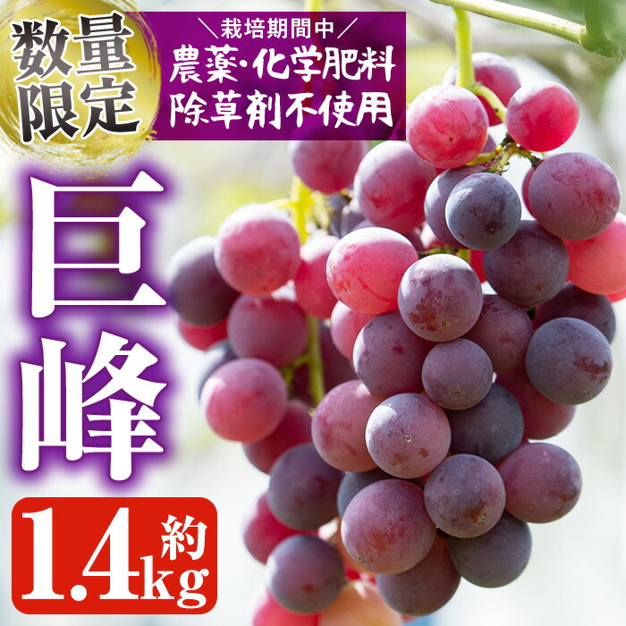 【ふるさと納税】＜先行予約受付中！2025年8月中旬以降順次発送＞鹿児島県産 巨峰(約1.4kg・3～4房) 国産 ぶどう ブドウ 葡萄 果物 フルーツ セット 期間限定 数量限定【落合ぶどう園】a-12-29-z