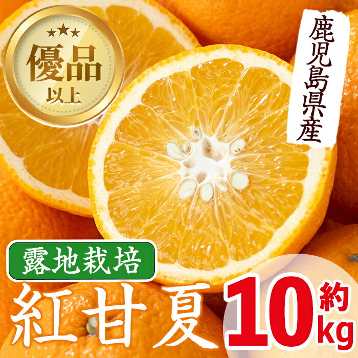 楽天市場】【ふるさと納税】≪2026年2月中旬〜5月中旬の間に発送≫紅甘