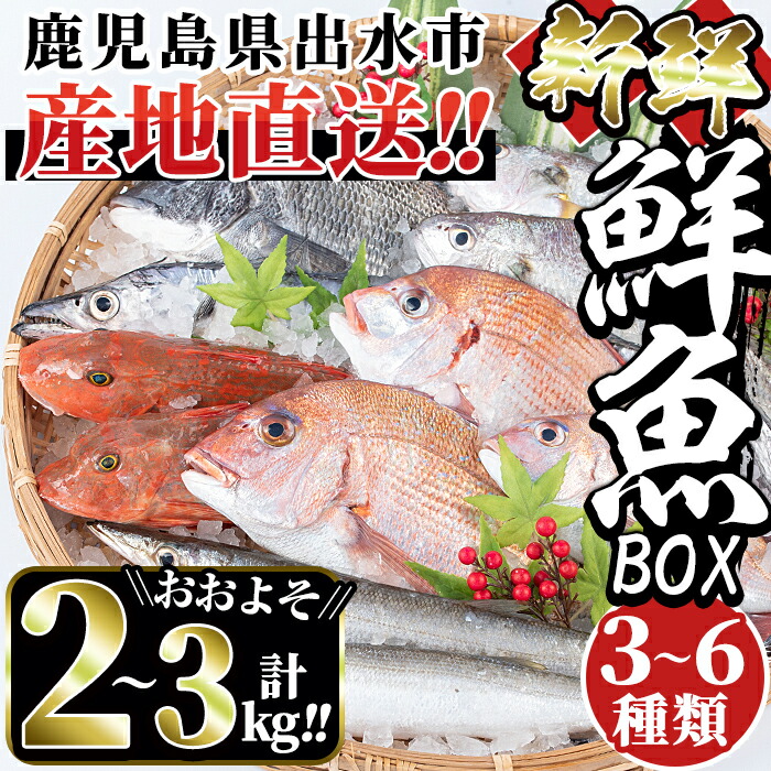 【ふるさと納税】出水の鮮魚おためしBOX(約2～3kg程度・3～6種類)魚 鮮魚 鹿児島県 出水近海 お寿司 煮付 料理 旬 何が届くかはお楽しみ 詰め合わせ 詰合せ 冷蔵【出水はやし】