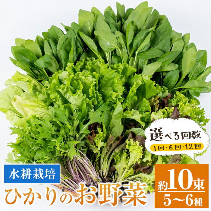 【ふるさと納税】＜回数を選べる！＞ひかりのお野菜(約10束・5～6種 / 1回・6回・12回 ) 連続月 隔月 野菜 やさい 葉物 旬 定期便 ほうれん草 水菜 チンゲン菜 小松菜 リーフレタス ルッコラ 水耕栽培 ミックスリーフ 山東白菜  何が届くかはお楽しみ【ひかりの郷】