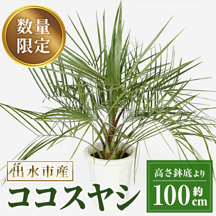 【大洪水市からお届け】2026年父の日差し上げ物特集！