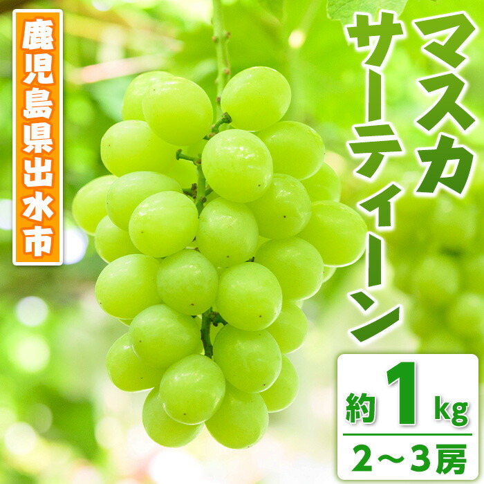 【ふるさと納税】 ＜先行予約受付中！2026年8月中旬~10月中旬の間に発送予定＞ 《期間限定》マスカサーティーン(約1kg・2～3房) 国産 鹿児島 出水市 ぶどう ブドウ 果物 くだもの フルーツ ハイブリットブドウ マスカ・サーティーン 葡萄 旬 種なし 冷蔵 【眞鍋果樹園】｜鹿児島県出水市