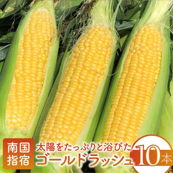 【ふるさと納税】＜先行予約受付中！2025年5月中旬以降順次発送＞厳選とうもろこし！鹿児島県指宿産ゴールドラッシュ(10本)旬のトウモロコシ！朝採りをお届け！ トウモロコシ とうもろこし ゴールドラッシュ 野菜 旬 【わくわくファームたがわ】