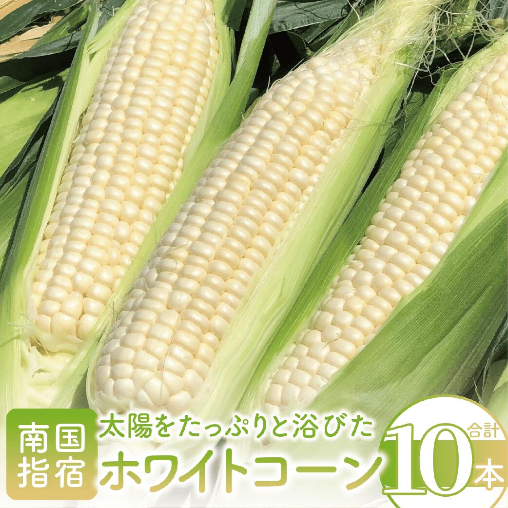 【ふるさと納税】＜先行予約受付中！2025年5月中旬以降順次発送＞南国指宿産ホワイトコーン(10本入り)皮付き新鮮！甘くてジューシーな白いとうもろこし 生でもおいしい トウモロコシ 旬 新鮮 皮つき シャキシャキ 糖度抜群 野菜 国産 鹿児島県産【わくわくファームたがわ】