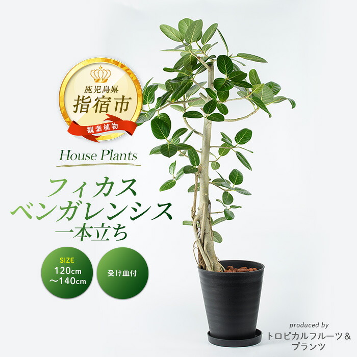 【ふるさと納税】＜2026年1月中旬以降順次発送＞フィカス・ベンガレンシス 一本立ち(鉢底より高さ120～140cm前後・ブラック大鉢) ※北海道・沖縄・離島配送不可※ 観葉植物 鉢 おしゃれ インテリア グリーン 大型 【トロピカルフルーツ＆プランツ】