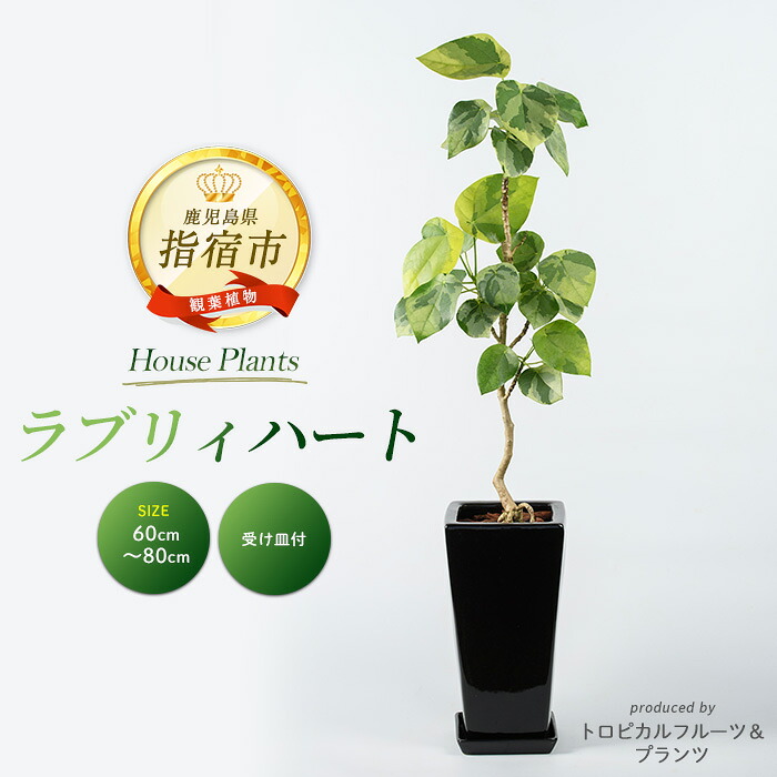 指宿市 奉加金金の役立つこと