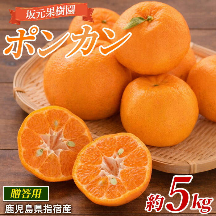 楽天市場】【ふるさと納税】＜先行予約受付中！2026年1月中旬頃より