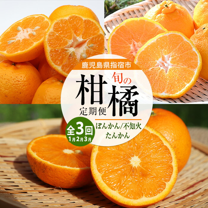 【現物出品③】送料無料 ハウスたんかんLサイズ32玉 ◇果樹園直送 ふるさと納税鹿児島県指宿市産のみかん！かいもん完熟