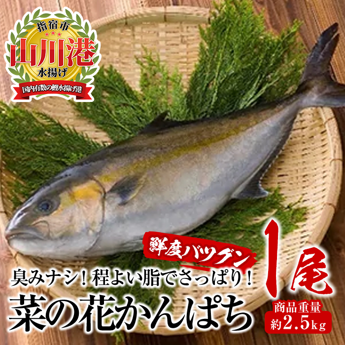 楽天市場 ふるさと納税 数量限定 毎月7セット 指宿産ブランド 菜の花かんぱち 1尾 約2 5kg 鮮度そのまま 真空パック 程よい脂ののった自慢のカンパチ お刺身や煮物にも 指宿山川水産合同会社 鹿児島県指宿市